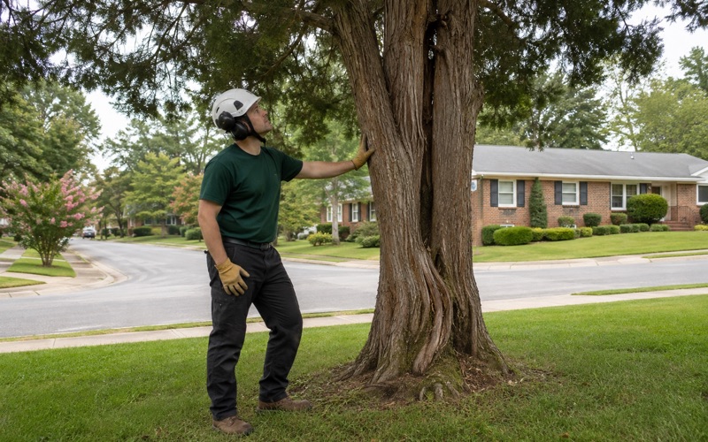 Worker with a hand on the bole of an eastern red cedar in a Hendersonville front lawn, reading a split union high on the stem.