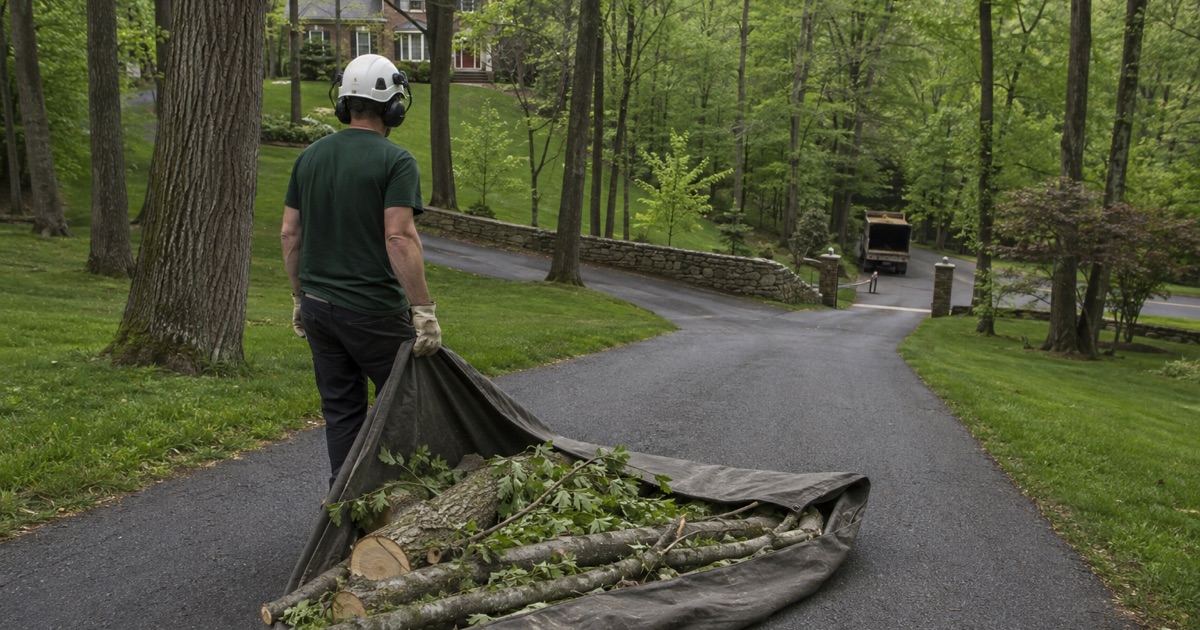 Worker dragging a tarp of tulip poplar limb wood down a long private Forest Hills drive to the chip truck waiting out at the road.