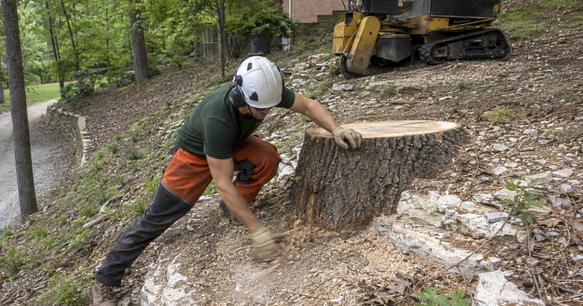 Worker clearing chips off the rim of a part-ground white oak stump on a steep Oak Hill slope where the wheel has come down onto chert.
